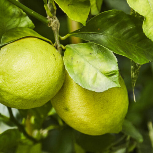 Picking your own fruit fresh from a tree is one of the top gardening joys.